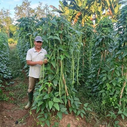 Kebun Ketahanan Pangan Desa Gunung Ulin Panen Kacang Panjang, Warga Antusias Membeli Hasil Lokal